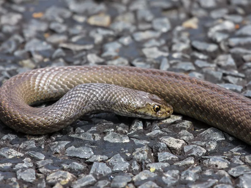 Dugite snake