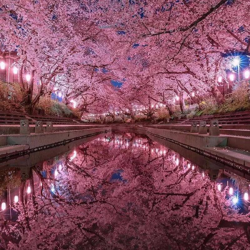 Cherry blossoms at night in Tokyo