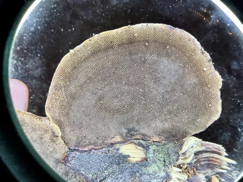 Wood ear fungus under a magnifying glass