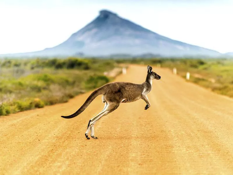 kangaroo