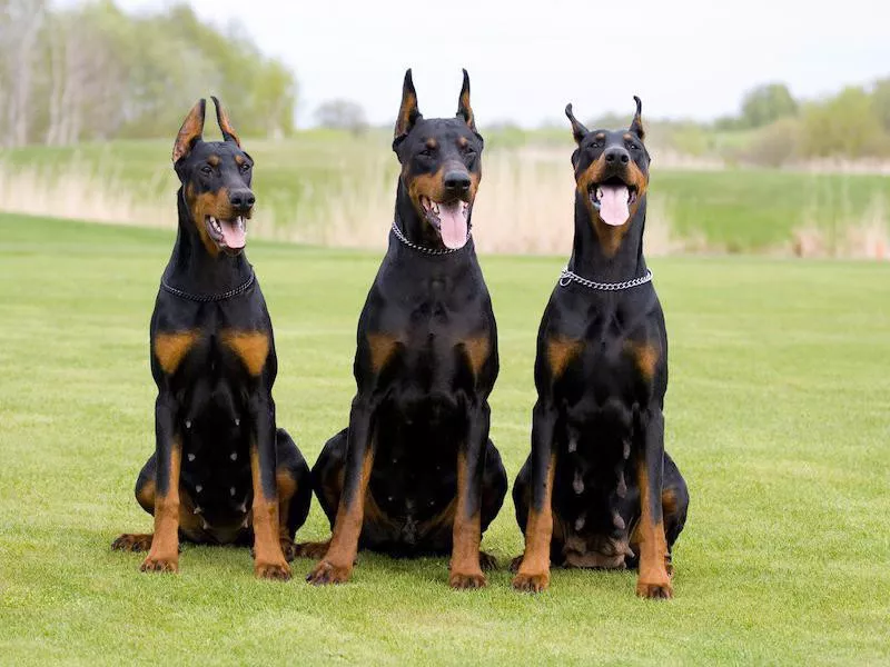 Dobermann