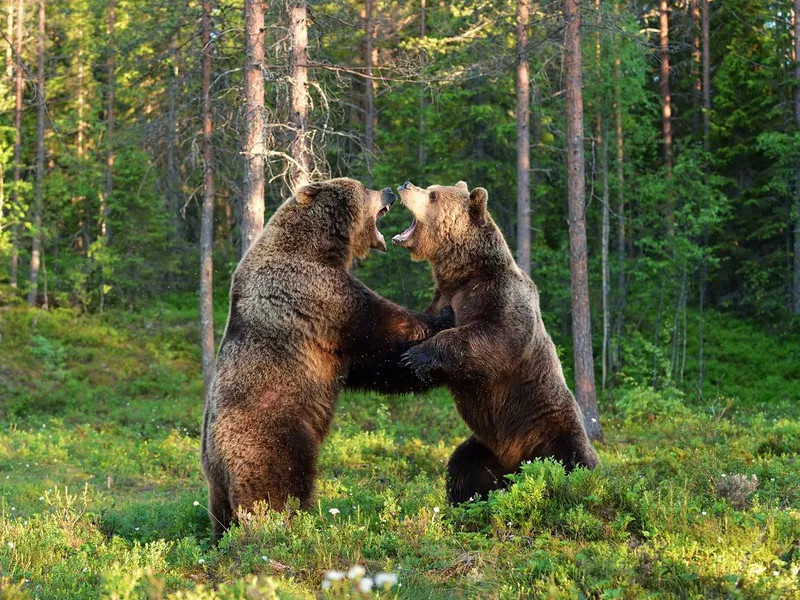 Two bears fighting