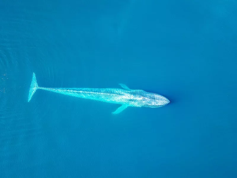 Blue whale