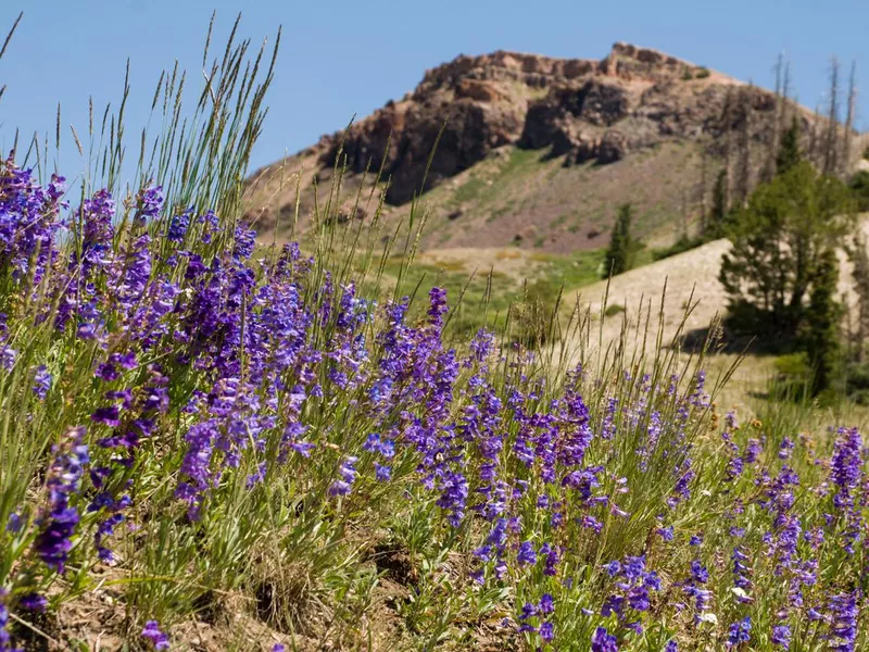 Blue Wildflowers and Bryan Head Peak Cedar Breaks Utah