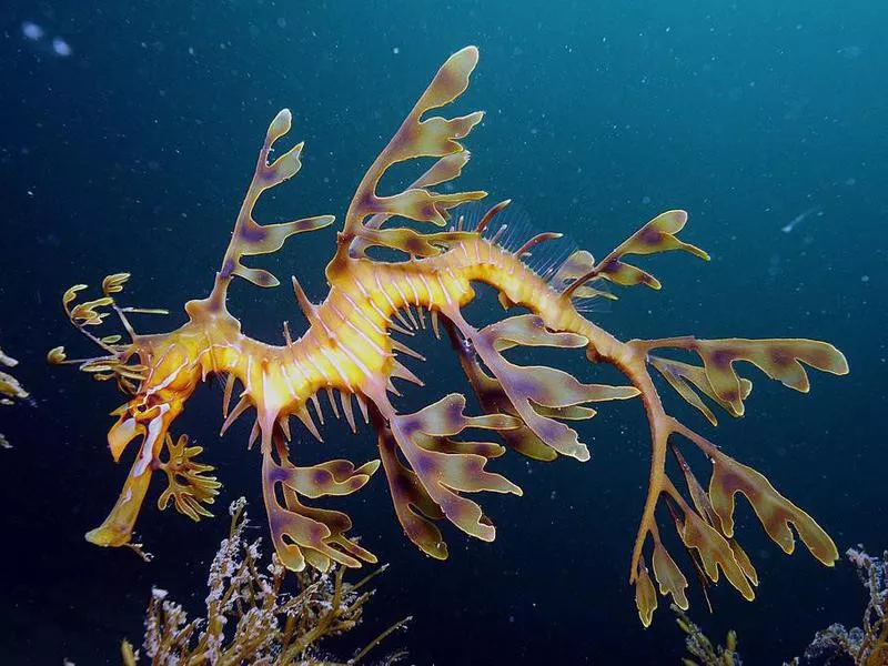 Leafy seadragon