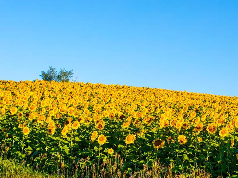 Fields of sunflowers growing in North Dakota