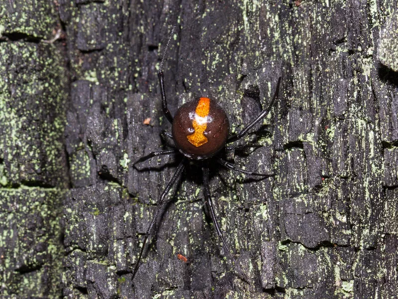 Redback Spider