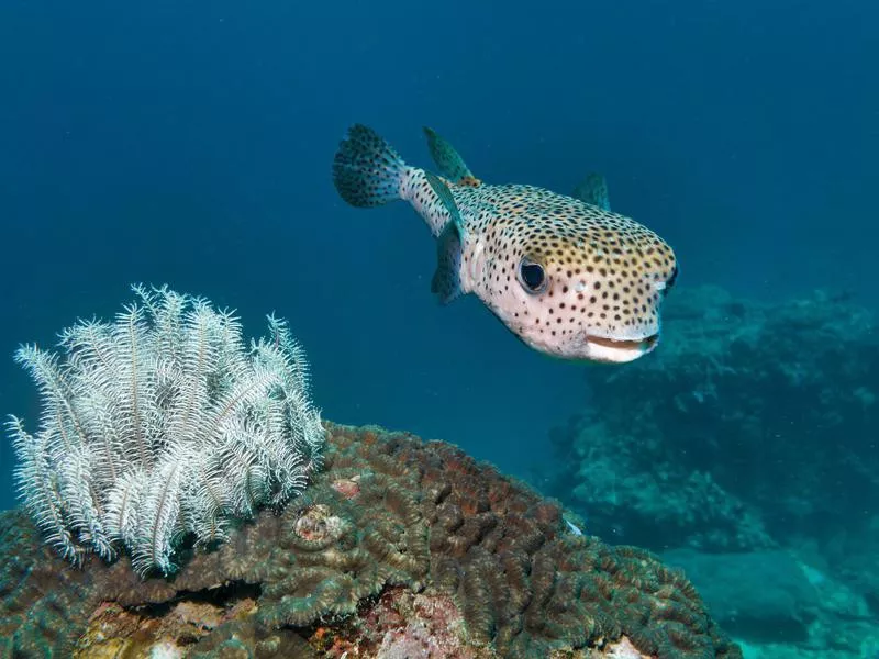 Porcupine Fish