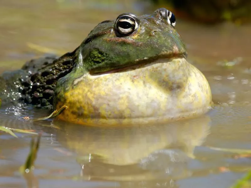 African bullfrog