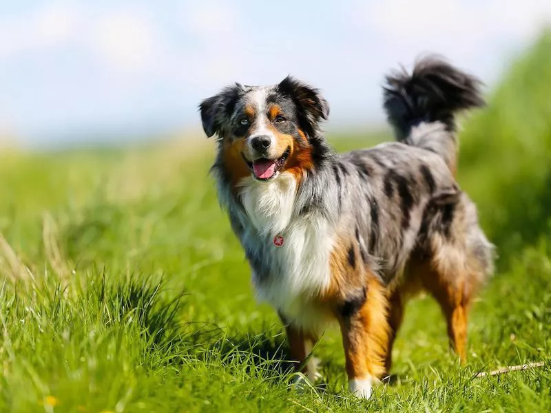 Australian Shepherd