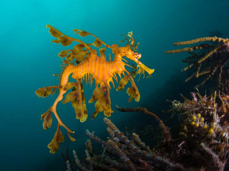 Leafy Seadragon in coral reef