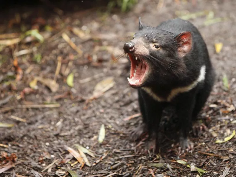 Tasmanian Devil