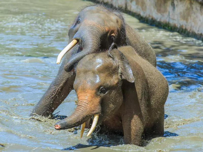 The Borneo pigmy elephant