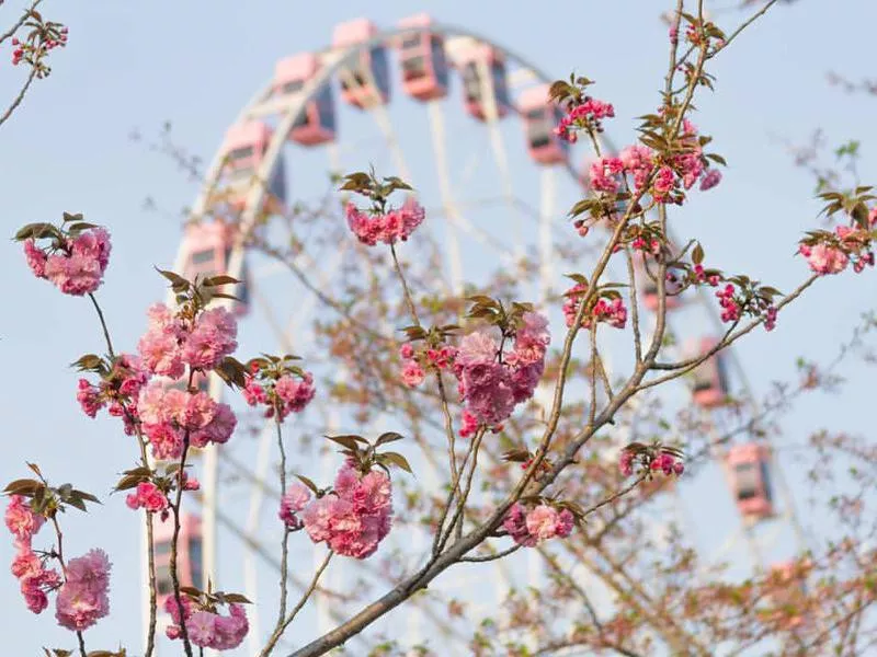 Cherry blossoms at Gucun Park in Shanghai