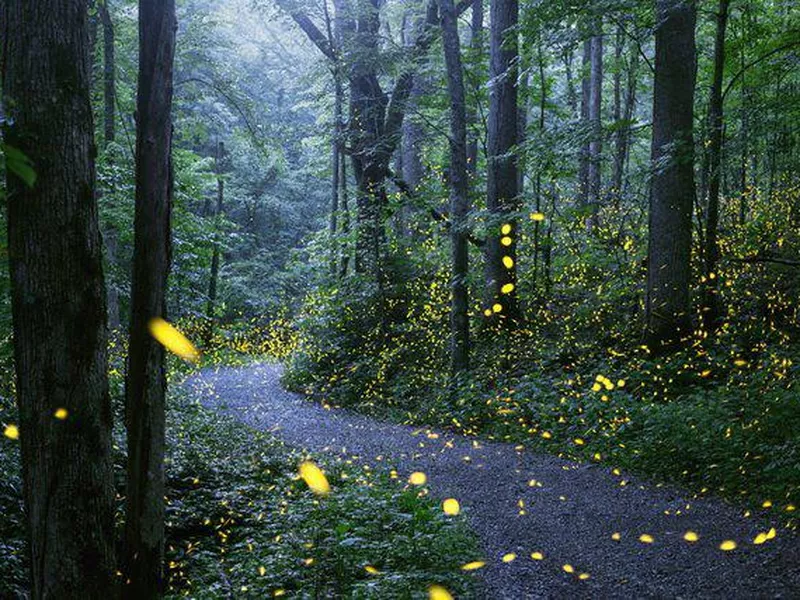 Fireflies in Tennessee