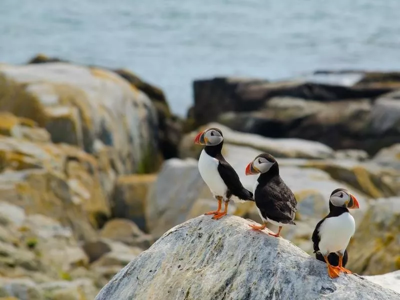 Puffins in Grand Manan Island