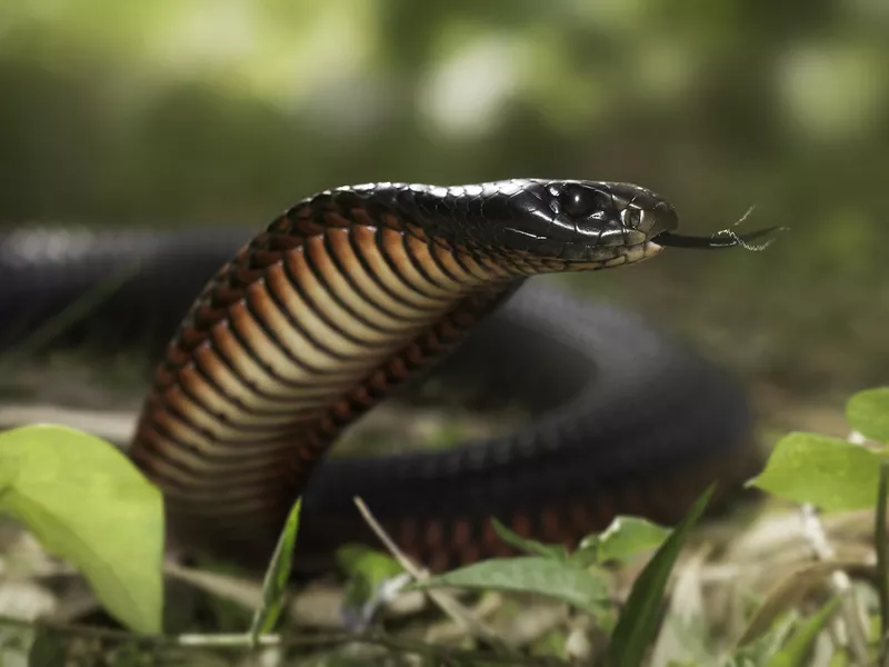 Red-bellied Black Snake