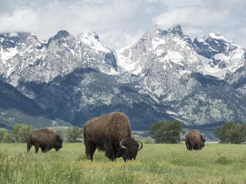 Grand Teton national park