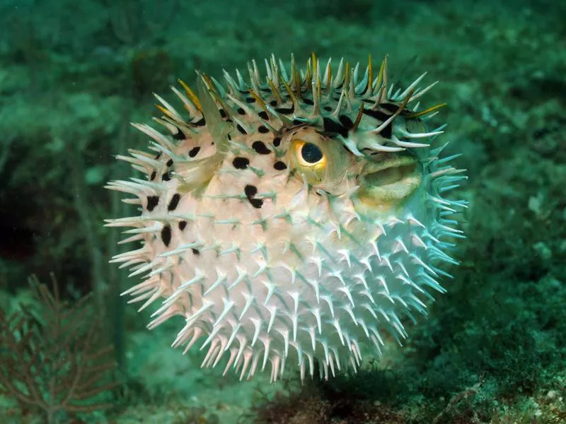 Pufferfish