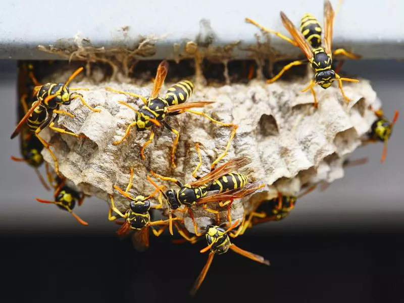 Hornet nest