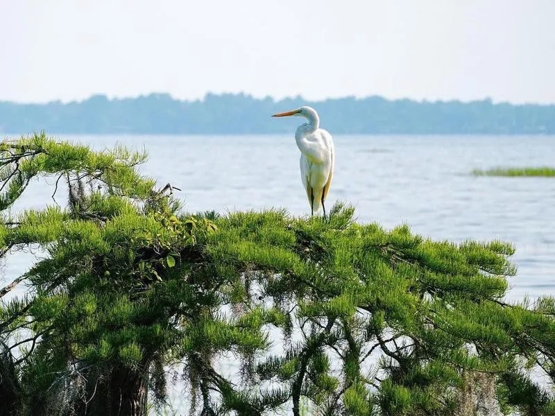 Bird in Lake Waccamaw