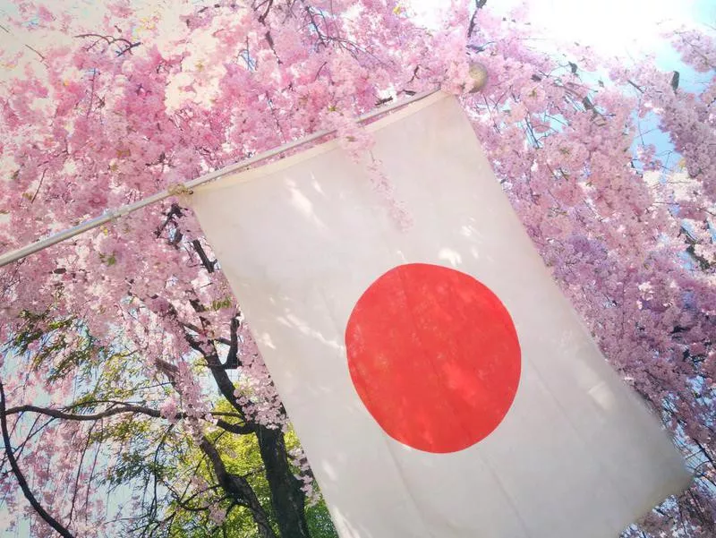 Cherry blossoms in Japan