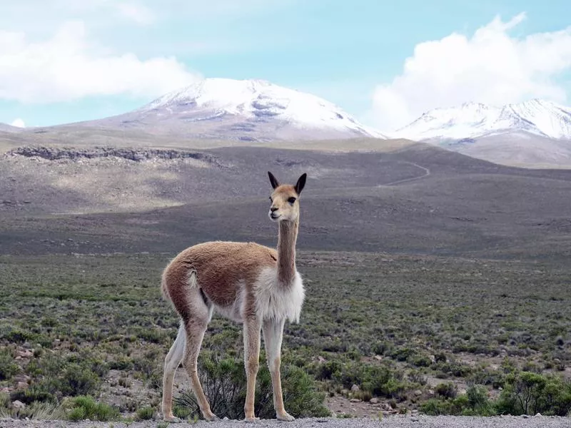 Vicuna