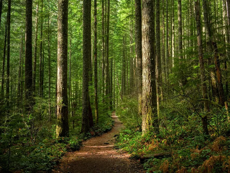 Forest in Washington state