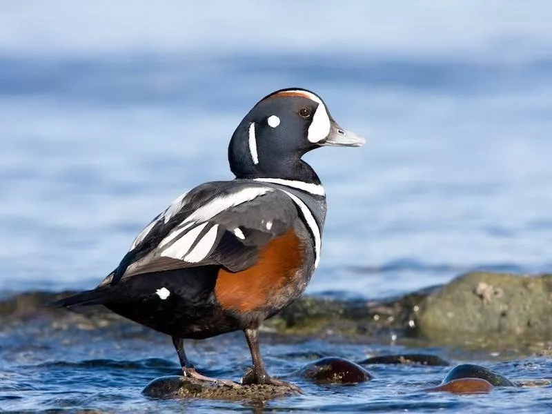 Harlequin Duck