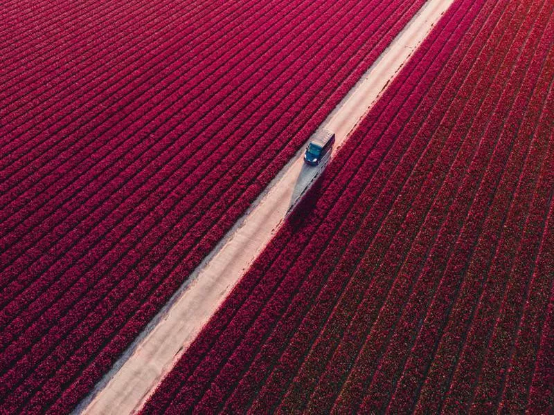 Van in blooming field