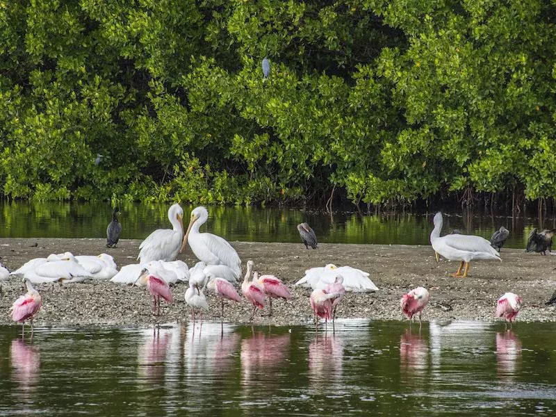 Sanibel