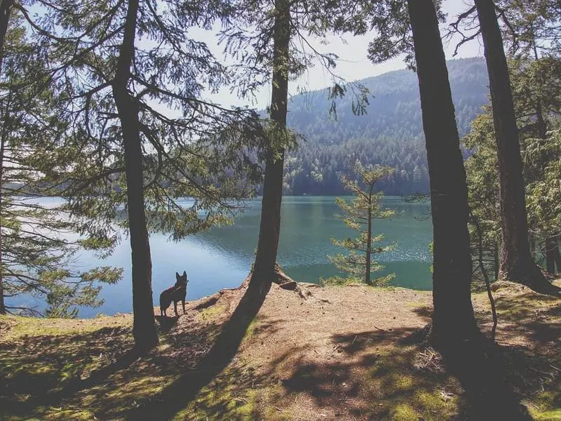 Orcas Island camping with dog