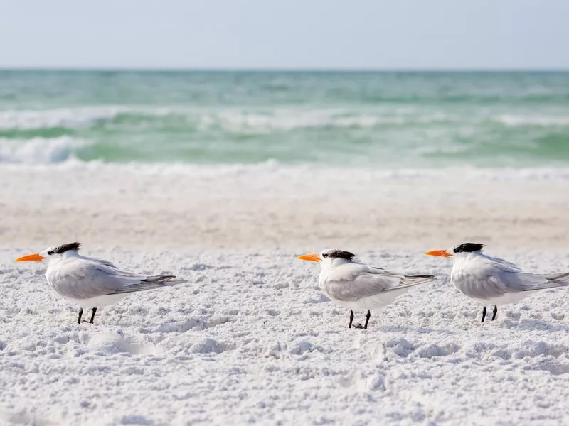 Royal terns sea birds stand on Siesta Key beach