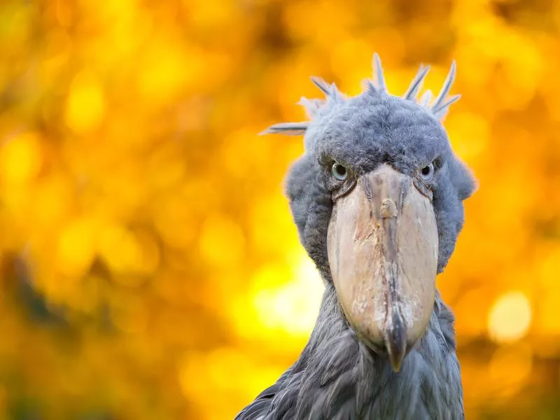 Cool animals: Shoebill closeup