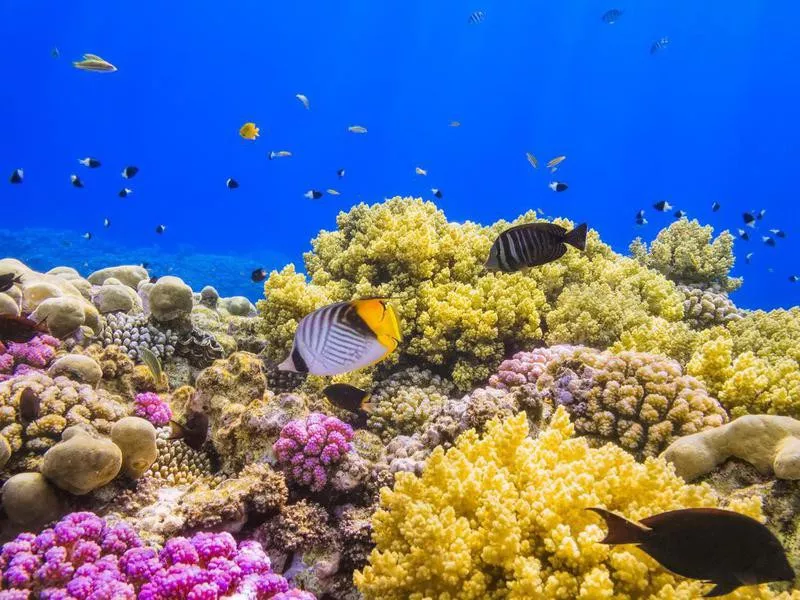 Coral Garden Reef on Red Sea