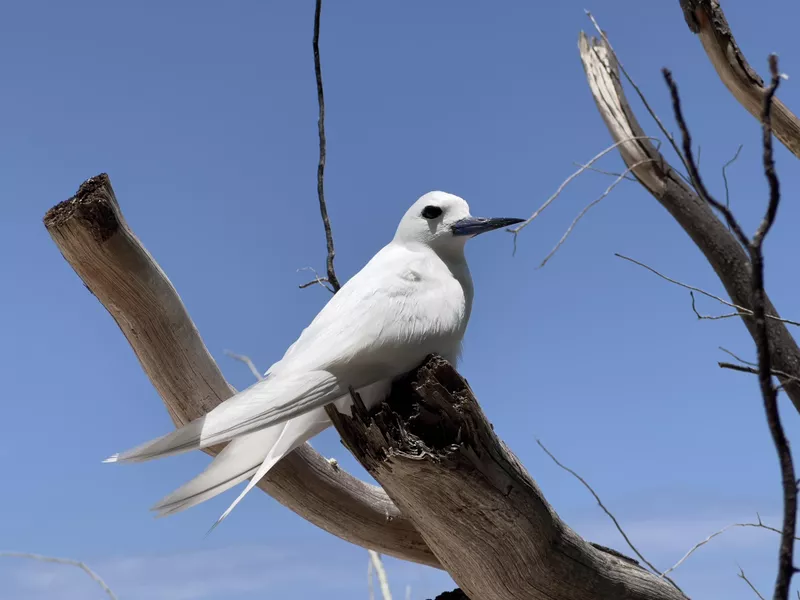 Bird on Cousine Island, Seychelles