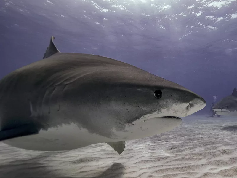 Tiger shark