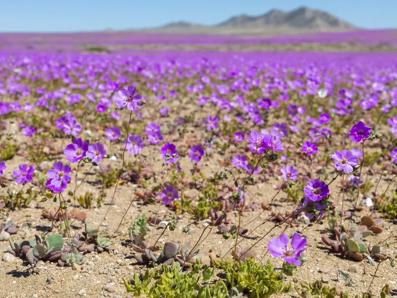 Atacama Desert