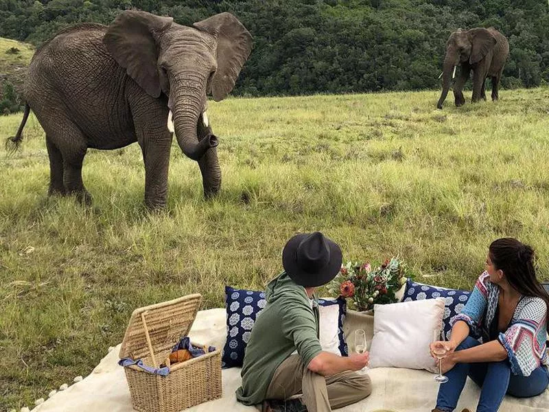 Knysna Elephant Park