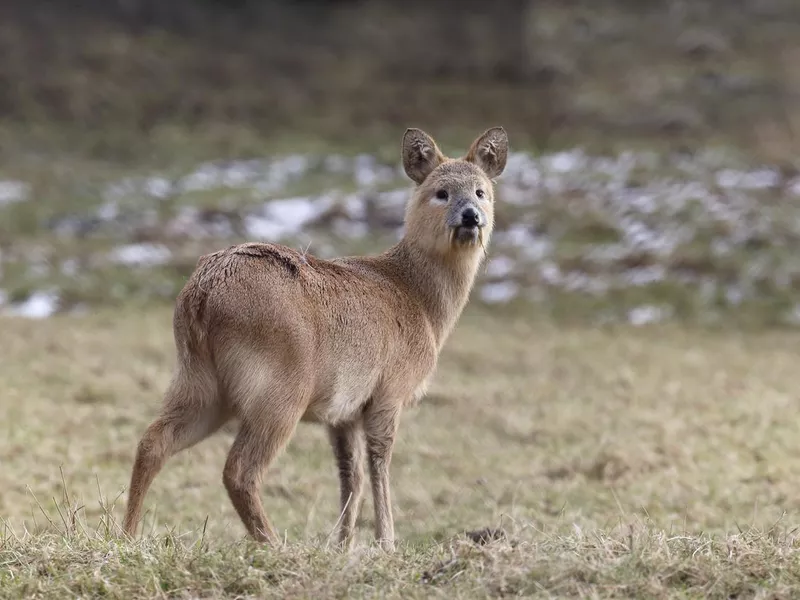 Chinese vampire Deer