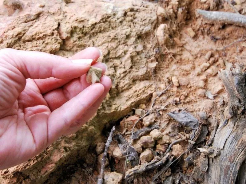 Digging for fairy stones in Virginia