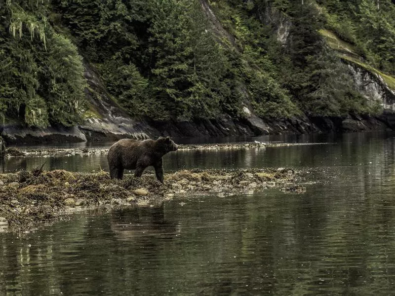 Great Bear Rainforest