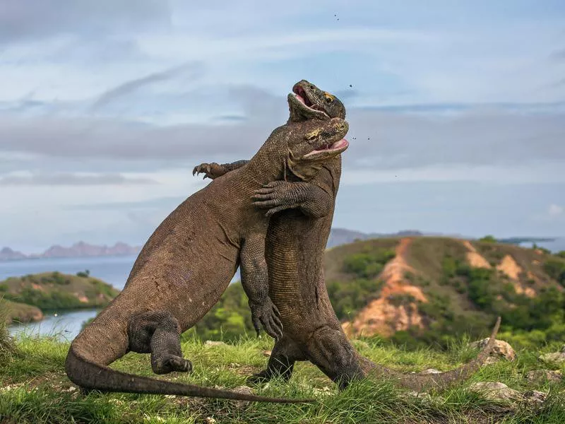 Komodo dragons fighting