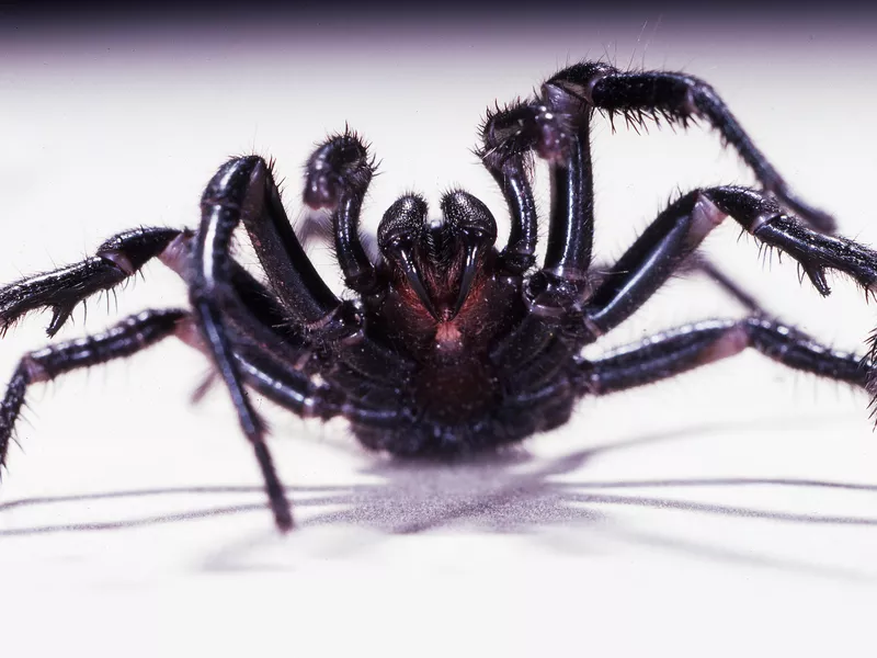 Sydney Funnel-web Spider