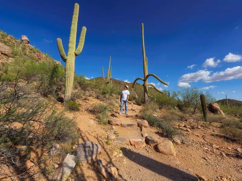 Saguaro National Park