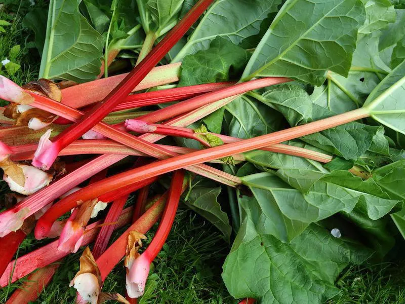 Rhubarb