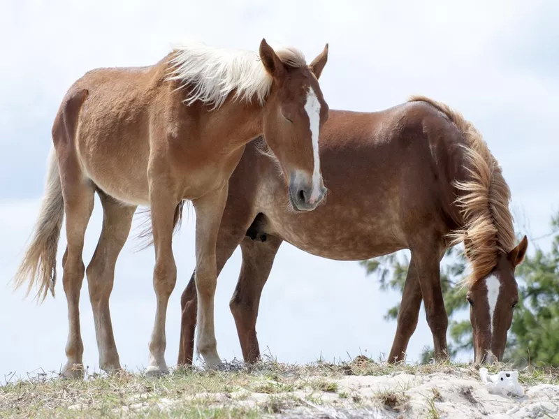 Grand Turk Island Wild Horses