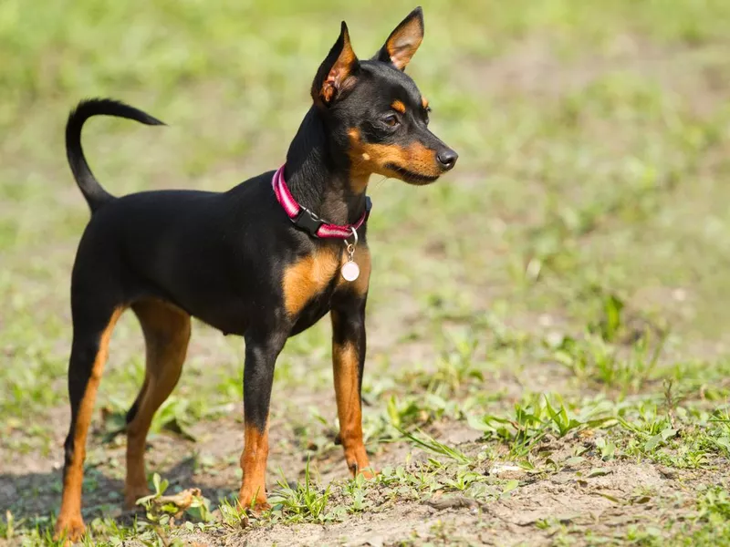 Miniature Pinscher