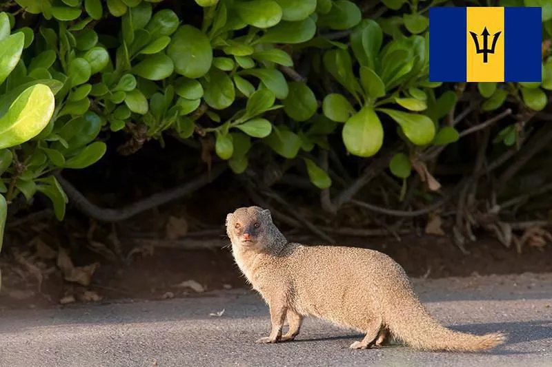 Mongoose crossing street