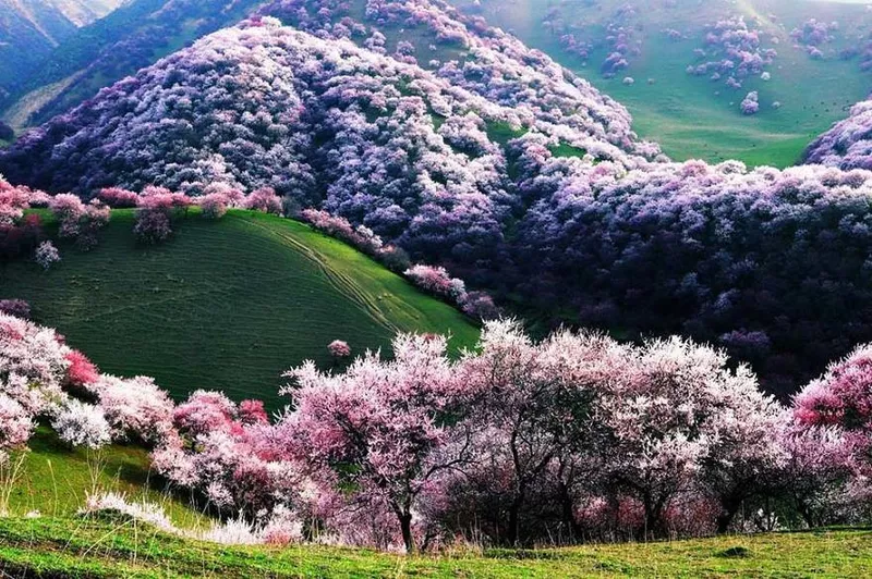 Apricot Valley